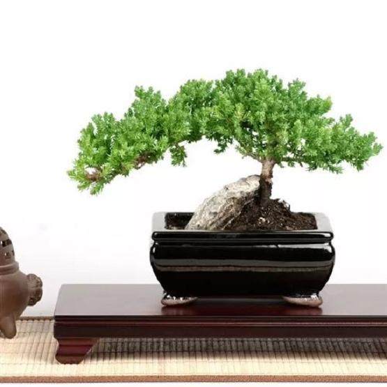 养护盆景最关键的几个技巧