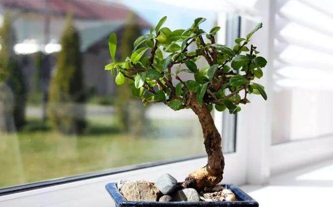 养护盆景最关键的几个技巧