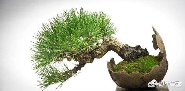 如何制作一盆在石头上生长的微小盆景
