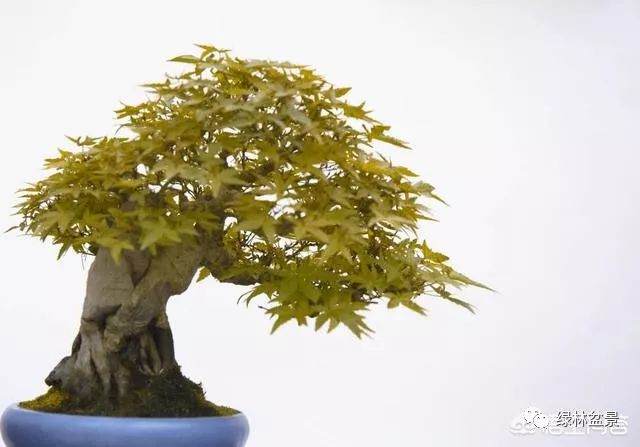 如何制作一盆在石头上生长的微小盆景