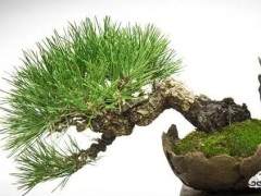 如何制作一盆在石头上生长的微小盆景