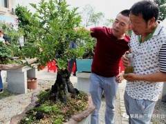 平铺镇首届老鸦柿盆景交流研讨会举行