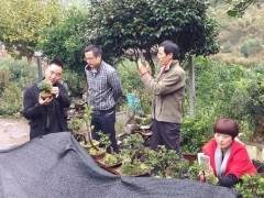 天台木人20年种出万个茶盆景