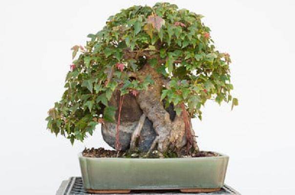 图解 如何在夏季修剪盆景的的枝条