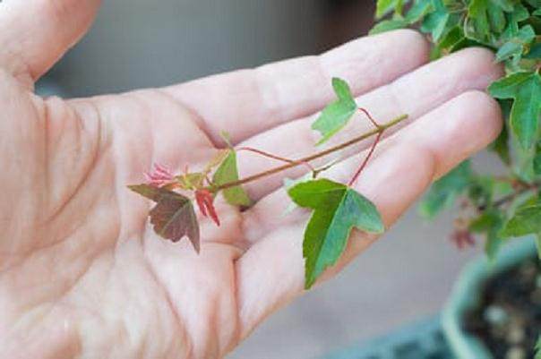 修剪活泼的盆景枝条