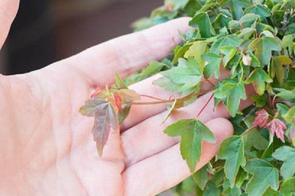 图解 如何在夏季修剪盆景的的枝条