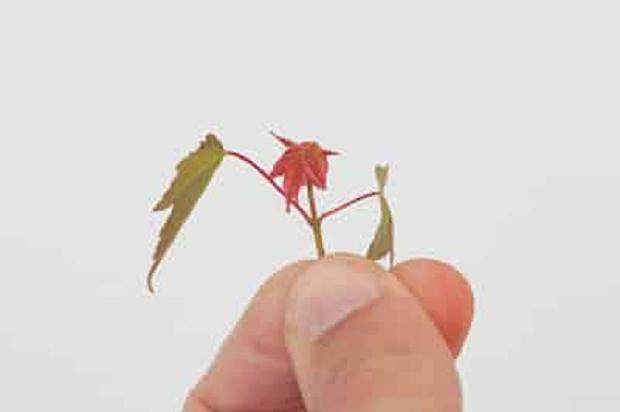 图解 如何在夏季修剪盆景的的枝条