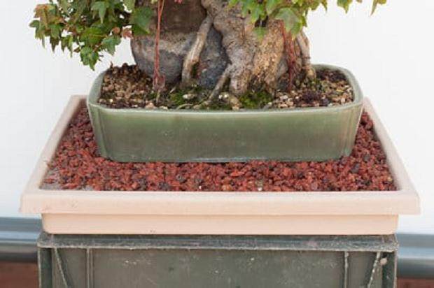 图解 如何在夏季修剪盆景的的枝条