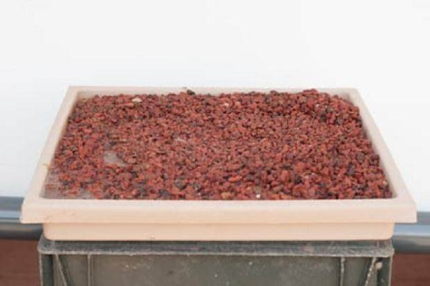 图解 如何在夏季修剪盆景的的枝条