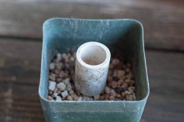 如何扦插黑松盆景苗?