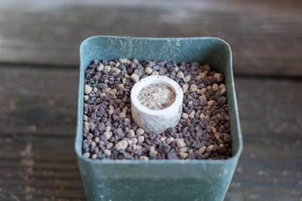 图解 如何扦插黑松盆景苗生根的方法