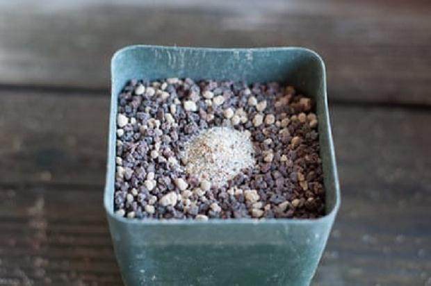 图解 如何扦插黑松盆景苗生根的方法