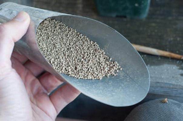 图解 如何扦插黑松盆景苗生根的方法