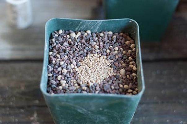 图解 如何扦插黑松盆景苗生根的方法