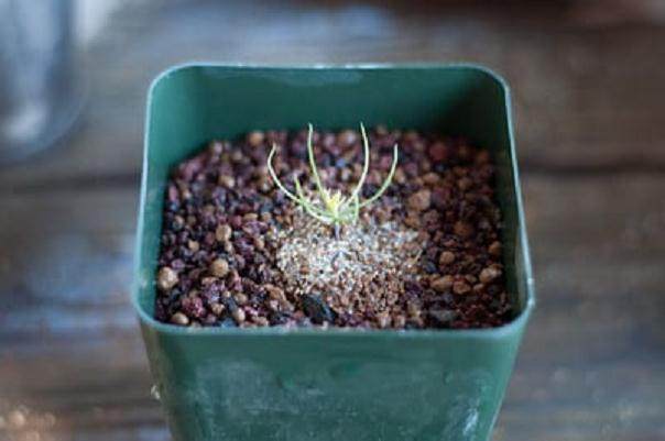 图解 如何扦插黑松盆景苗生根的方法