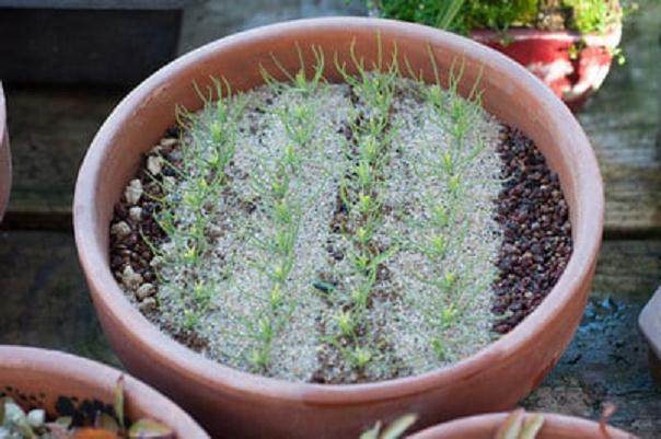 图解 如何扦插黑松盆景苗生根的方法