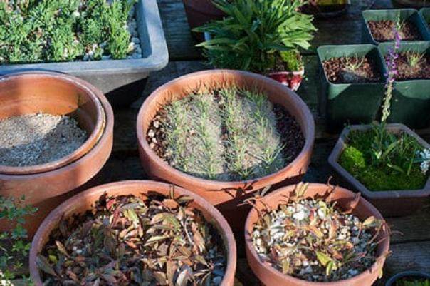 图解 如何扦插黑松盆景苗生根的方法