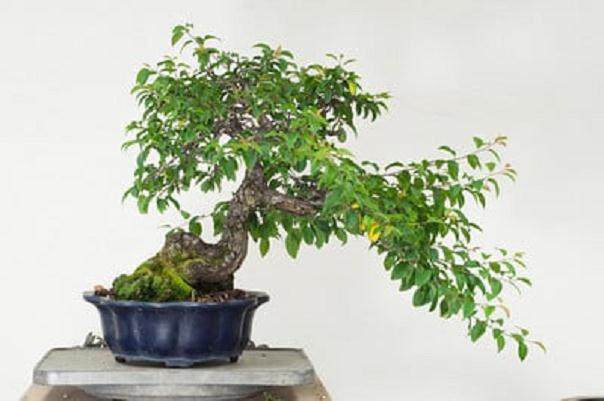 对日本梅花盆景的修剪