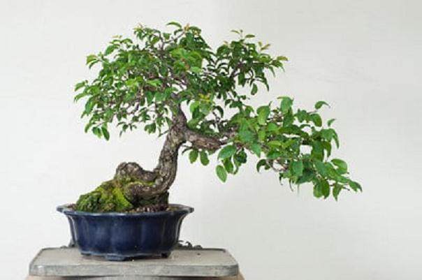 对日本梅花盆景的修剪 图片