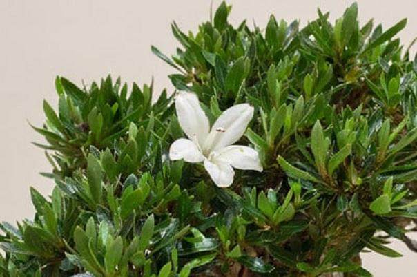 图解 怎么从杜鹃花盆景中去除花蕾的方法