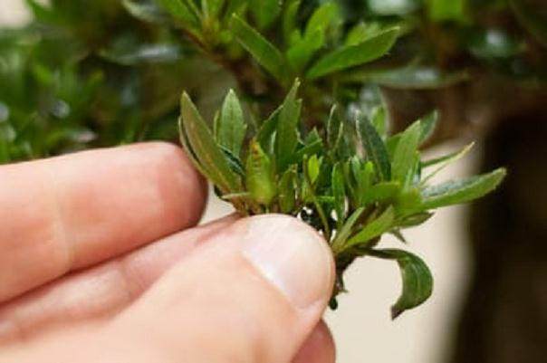 图解 怎么从杜鹃花盆景中去除花蕾的方法