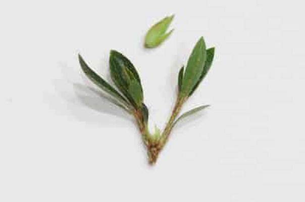 图解 怎么从杜鹃花盆景中去除花蕾的方法