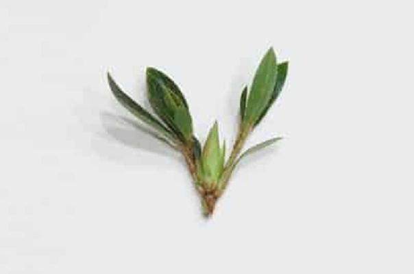 图解 怎么从杜鹃花盆景中去除花蕾的方法