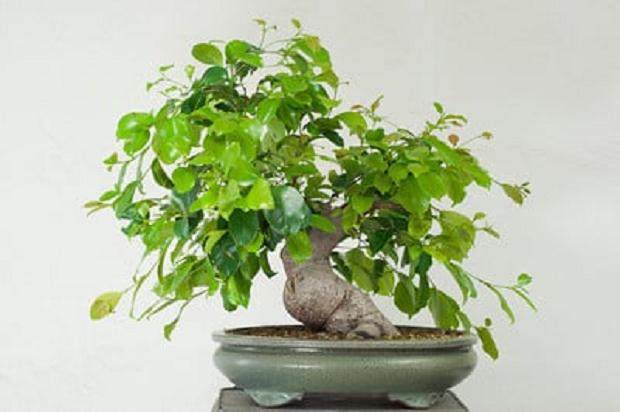 图解 榕树盆景怎么做大修剪的方法