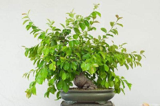 图解 榕树盆景怎么做大修剪的方法