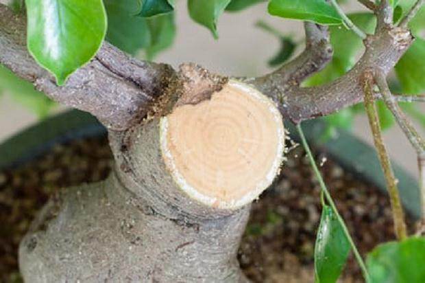 图解 榕树盆景怎么做大修剪的方法