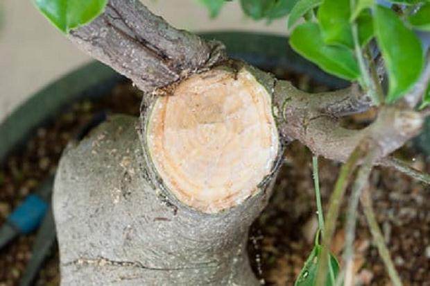 图解 榕树盆景怎么做大修剪的方法