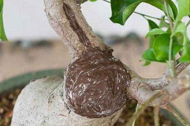 图解 榕树盆景怎么做大修剪的方法