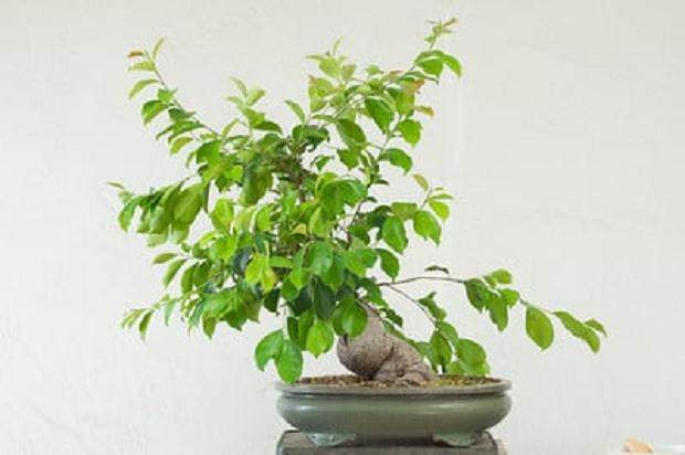 图解 榕树盆景怎么做大修剪的方法