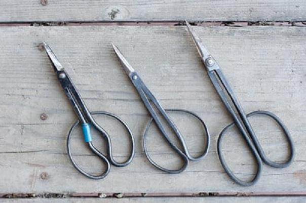 图解 今天谈谈盆景工具怎么使用