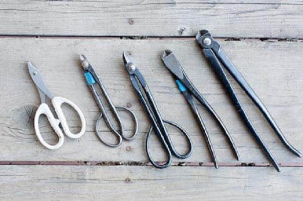 图解 今天谈谈盆景工具怎么使用