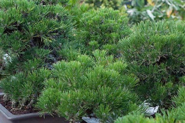 修剪黑松盆景的季节到来了