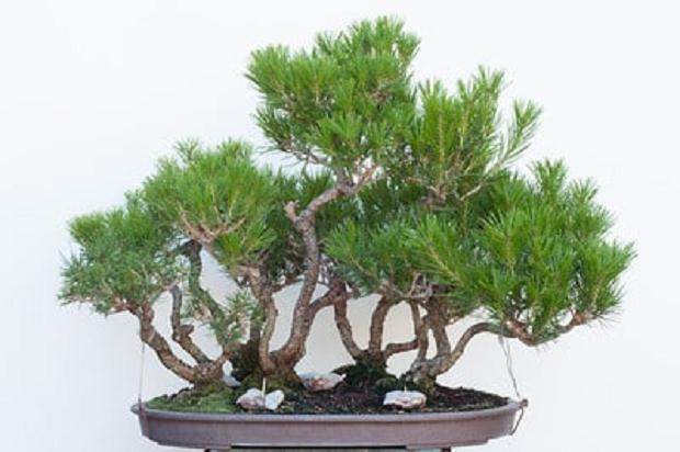 修剪黑松盆景的季节到来了