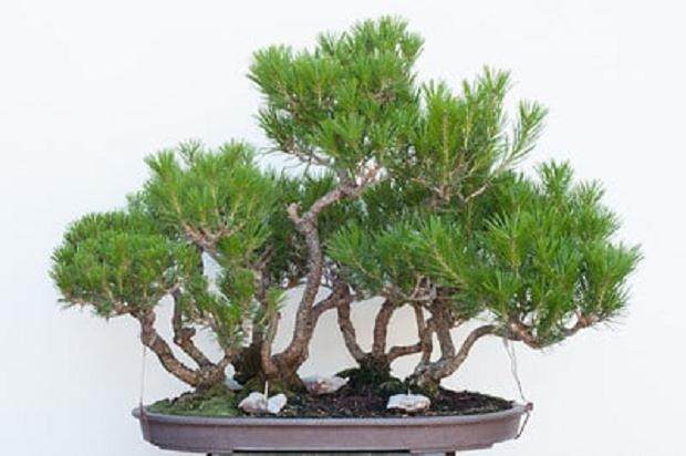 修剪黑松盆景的季节到来了