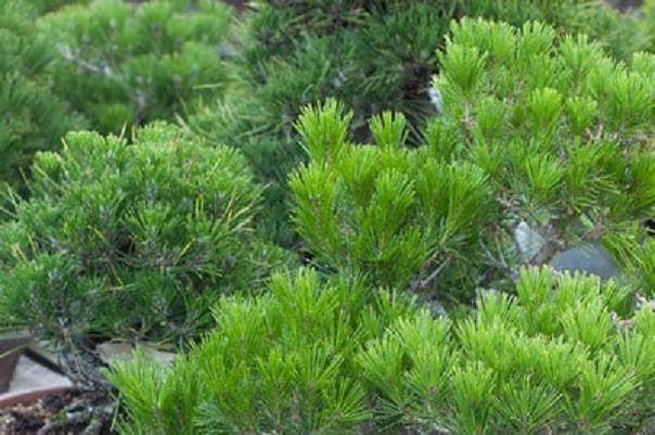 修剪黑松盆景的季节到来了