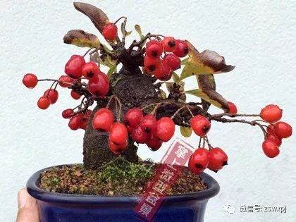 图解 盆景作例| 矮霸高压改型技巧