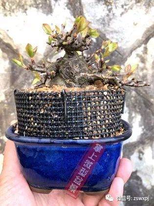 图解 盆景作例| 矮霸高压改型技巧