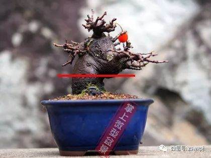 图解 盆景作例| 矮霸高压改型技巧