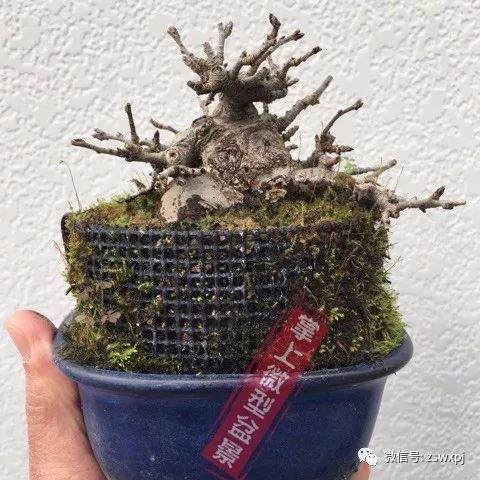 图解 盆景作例| 矮霸高压改型技巧