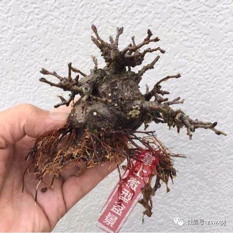 图解 盆景作例| 矮霸高压改型技巧