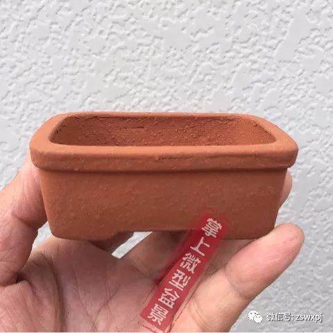 图解 盆景作例| 矮霸高压改型技巧