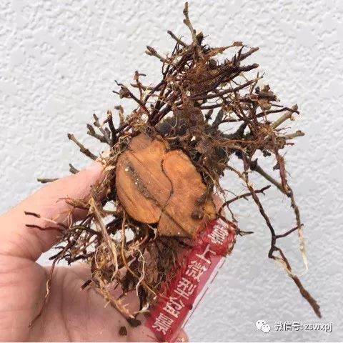 图解 盆景作例| 矮霸高压改型技巧