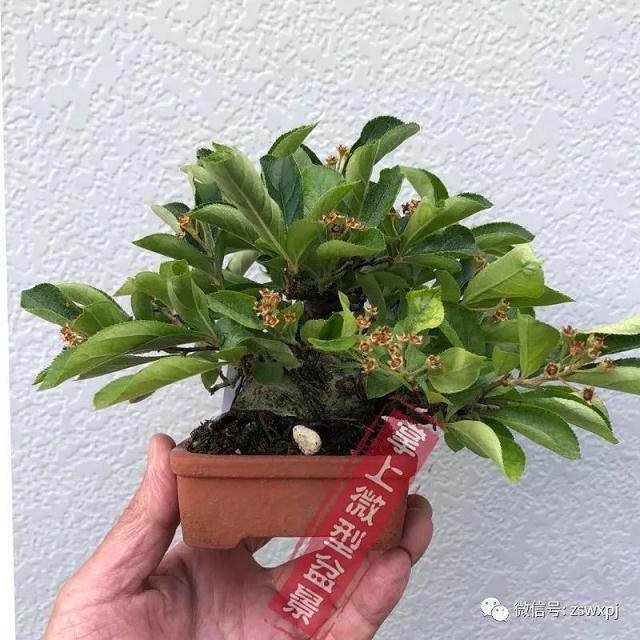 图解 盆景作例| 矮霸高压改型技巧