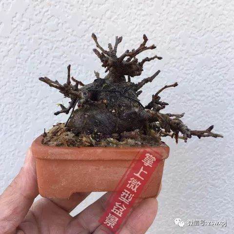 图解 盆景作例| 矮霸高压改型技巧