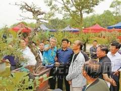 平铺镇首届盆景节暨老鸦柿交流研讨会