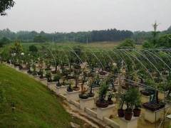 芜湖市第一届盆景技艺交流活动